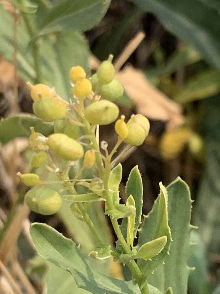 Lepidium chalepense L.