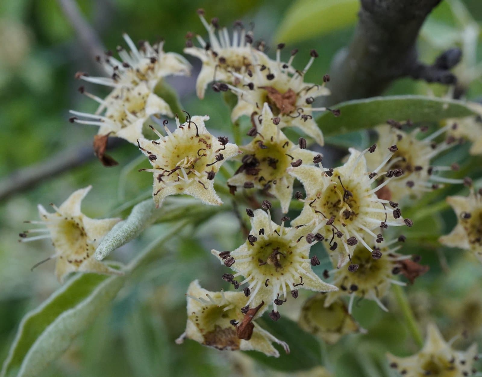 Pyrus nivalis Jacq.