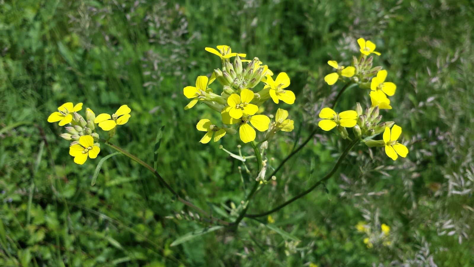 Erysimum diffusum Ehrh.