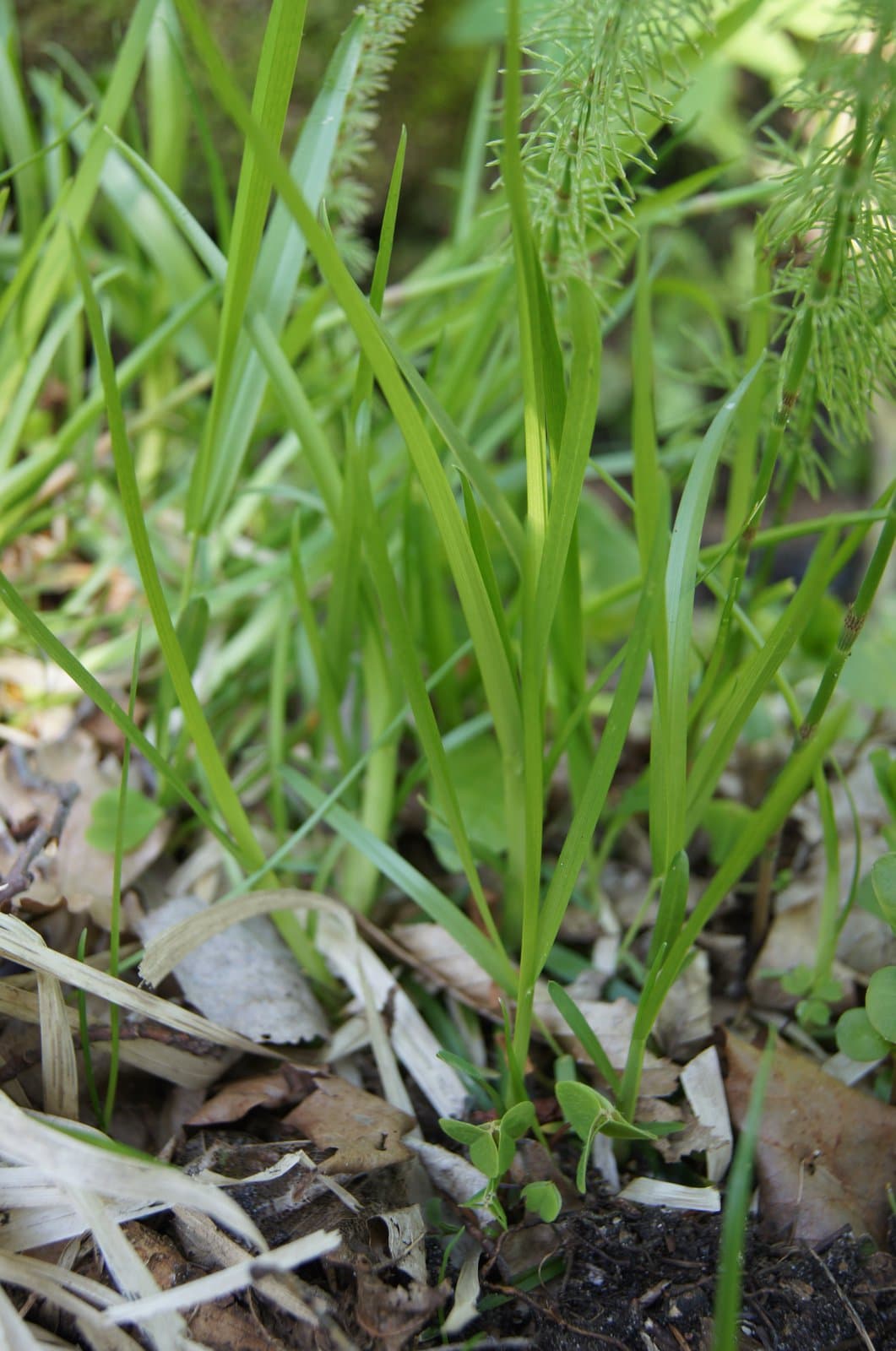 Poa remota Forselles