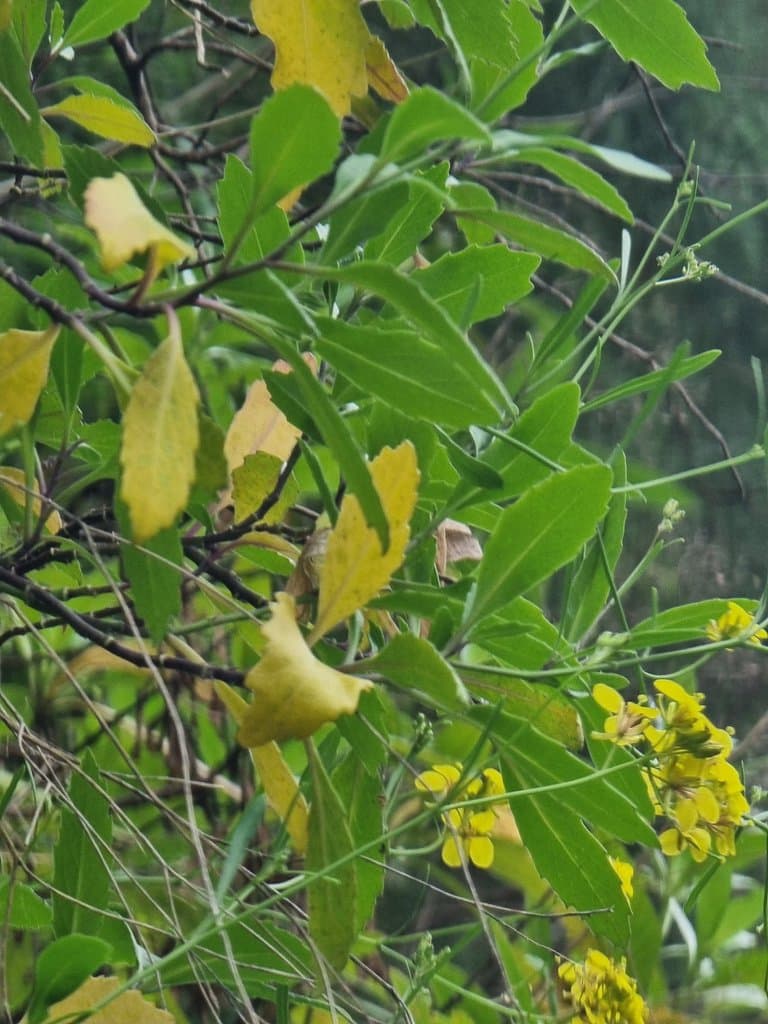 Sinapidendron frutescens (Aiton) Lowe