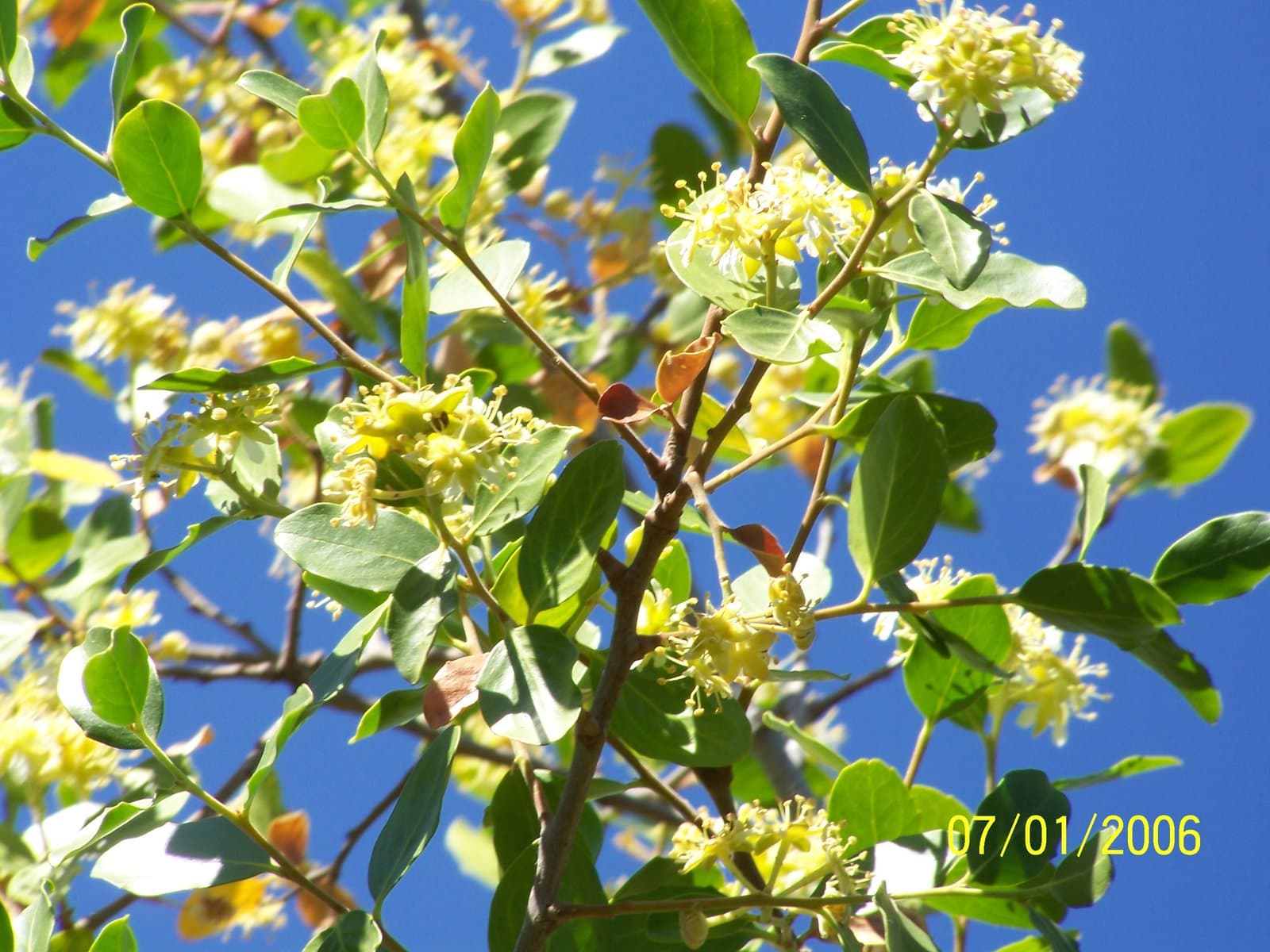 Quillaja saponaria Molina