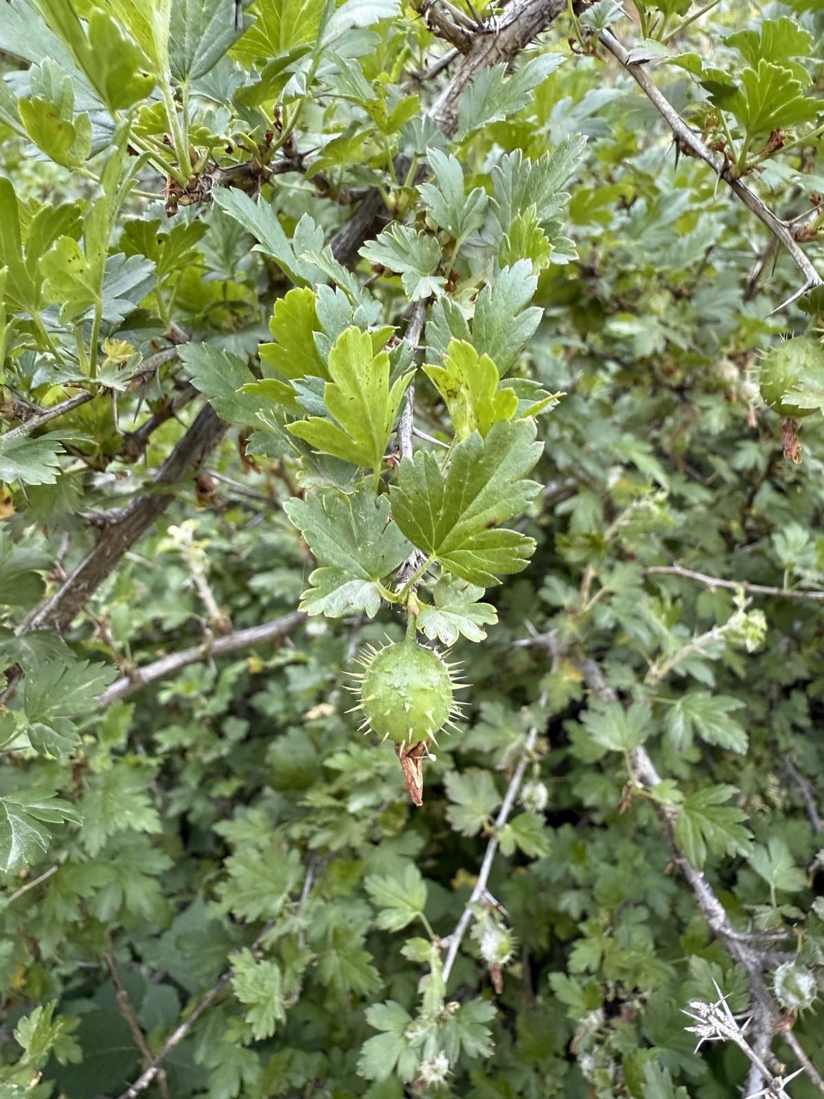 Ribes burejense F.Schmidt