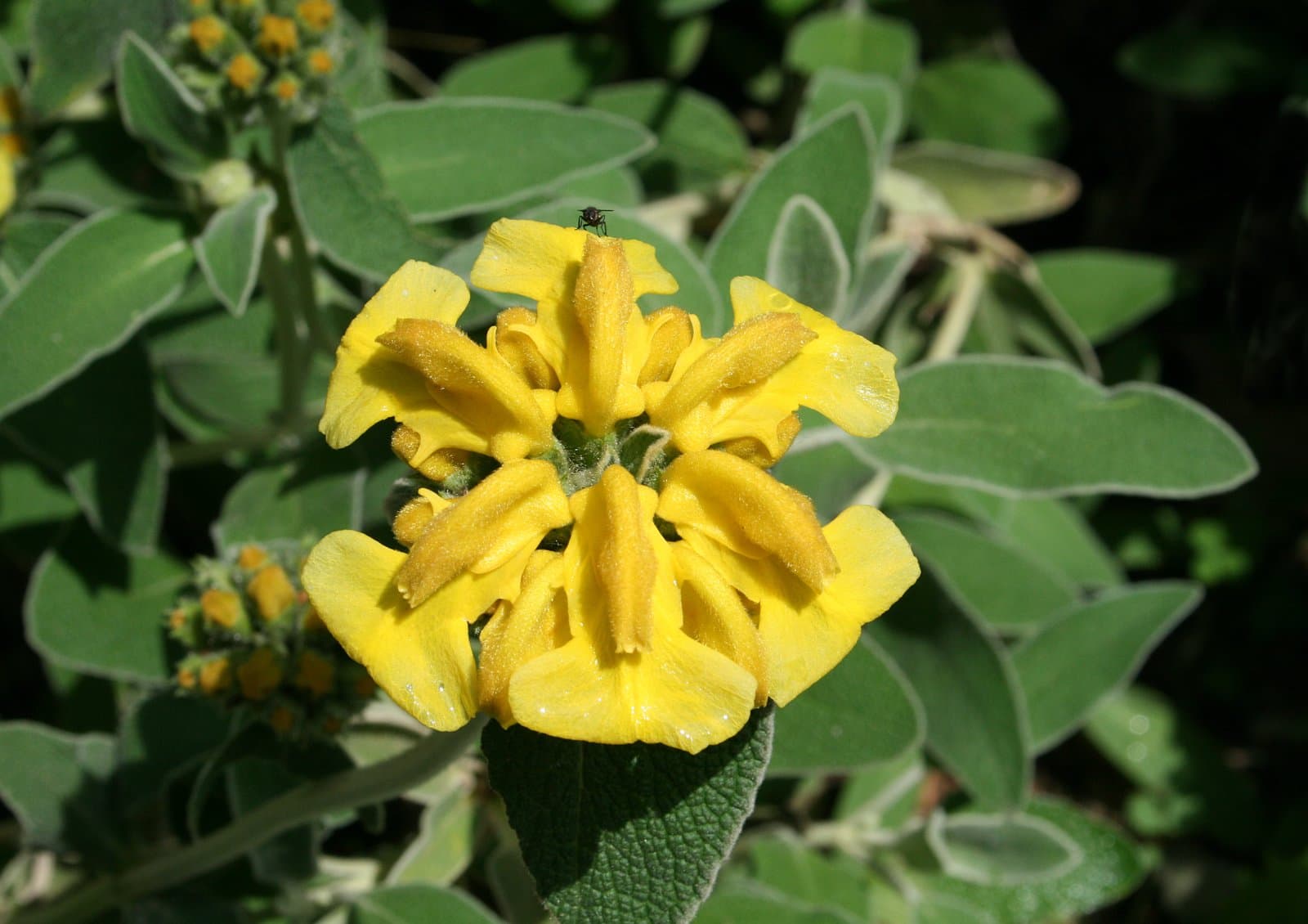 Phlomis fruticosa L.