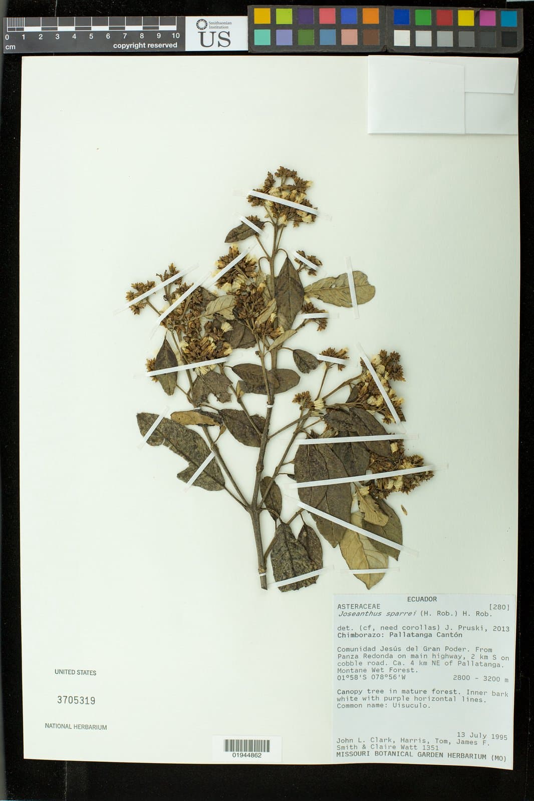 Critoniopsis sodiroioides H.Rob. & V.A.Funk