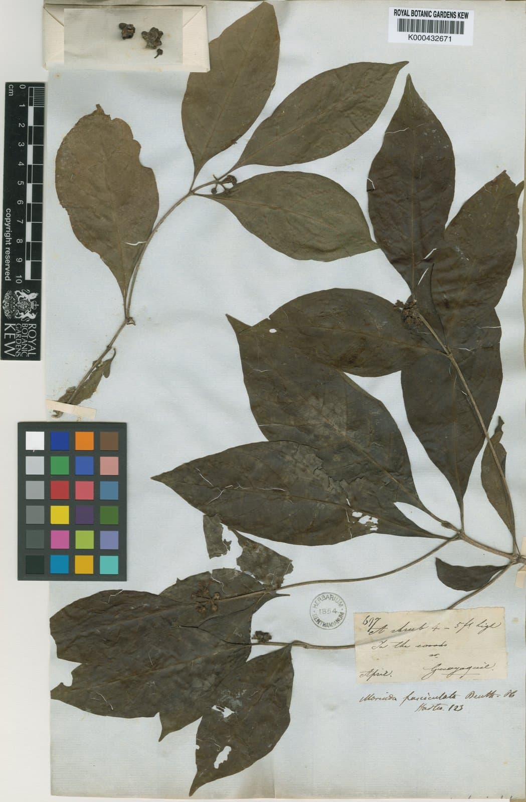 Morinda fasciculata Benth.