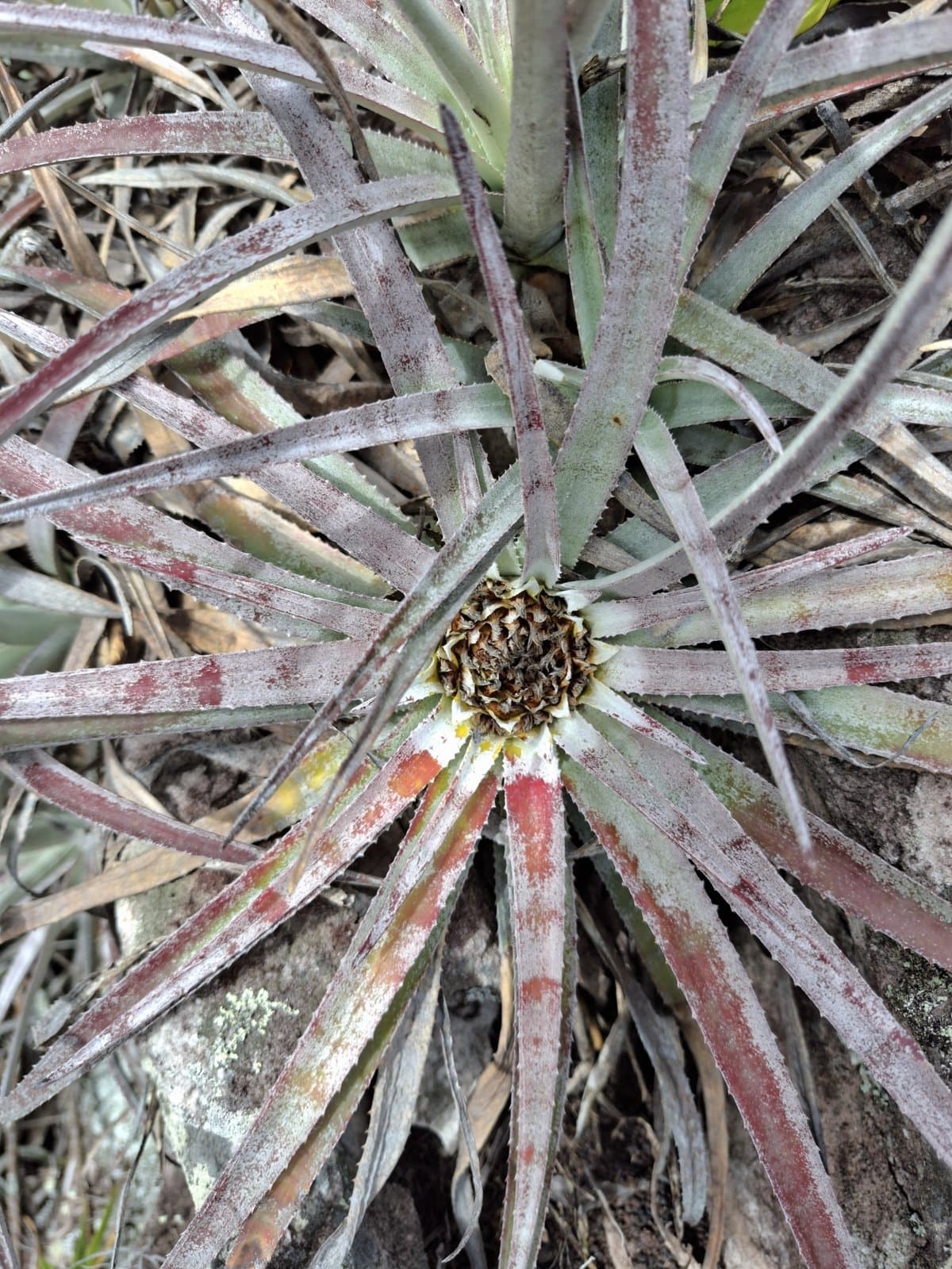 Sincoraea albopicta (Philcox) Louzada & Wand.