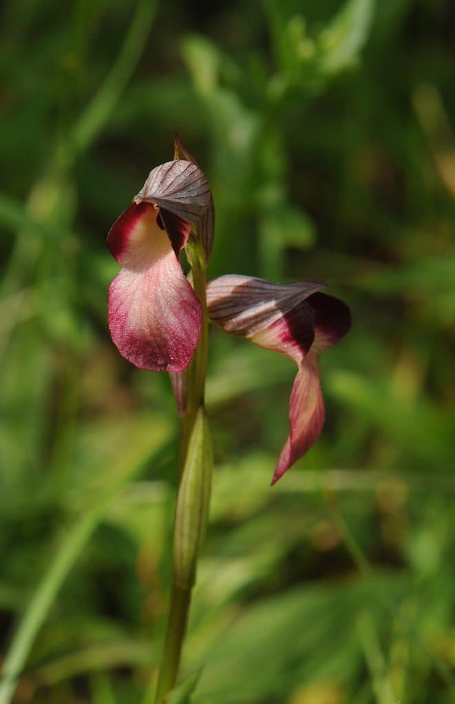 Serapias lingua L.
