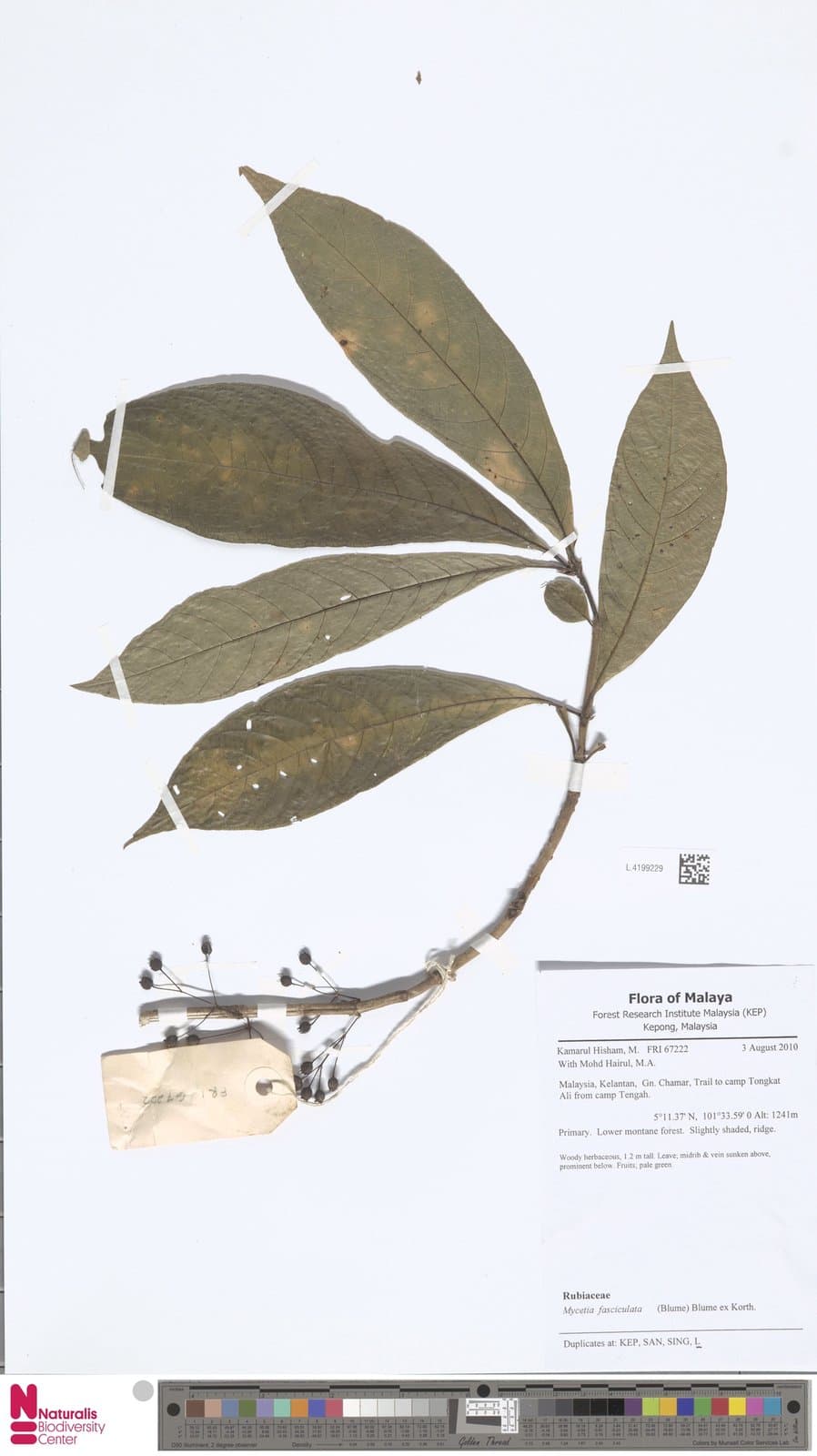 Mycetia fasciculata (Blume) Blume ex Korth.
