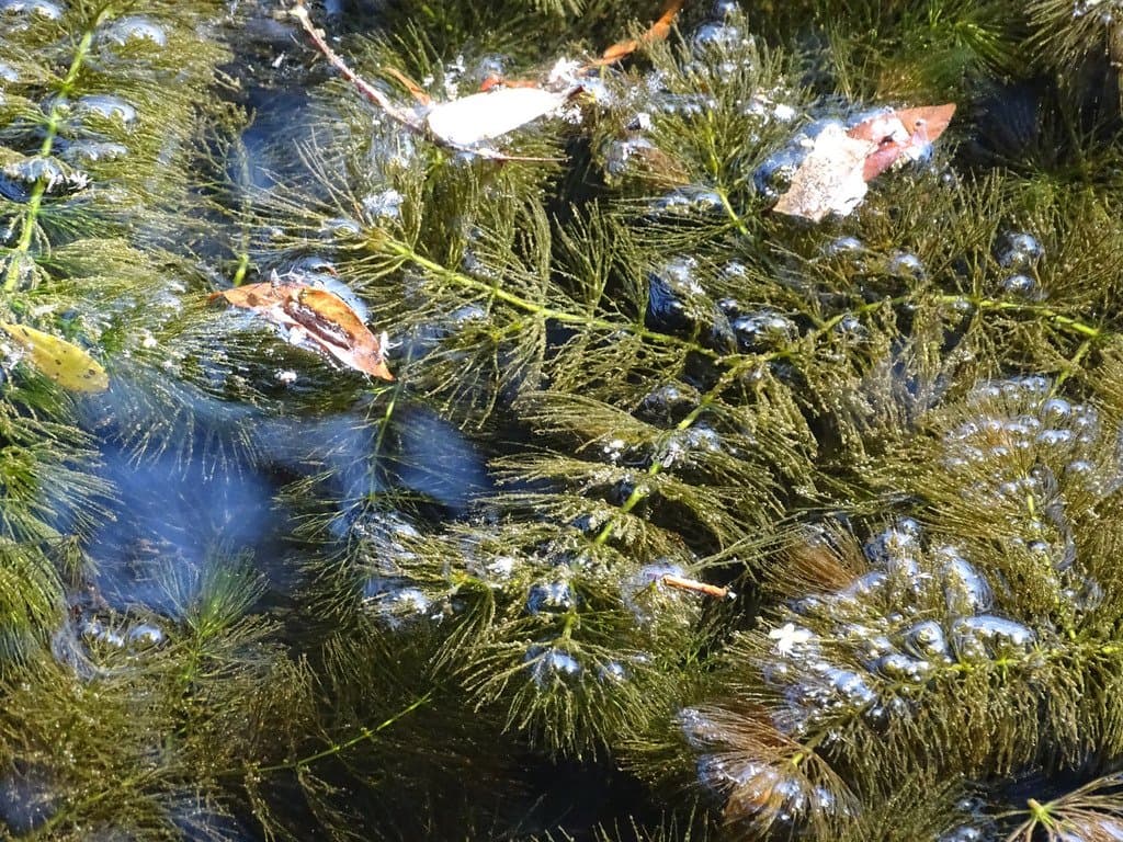 Ceratophyllum submersum L.