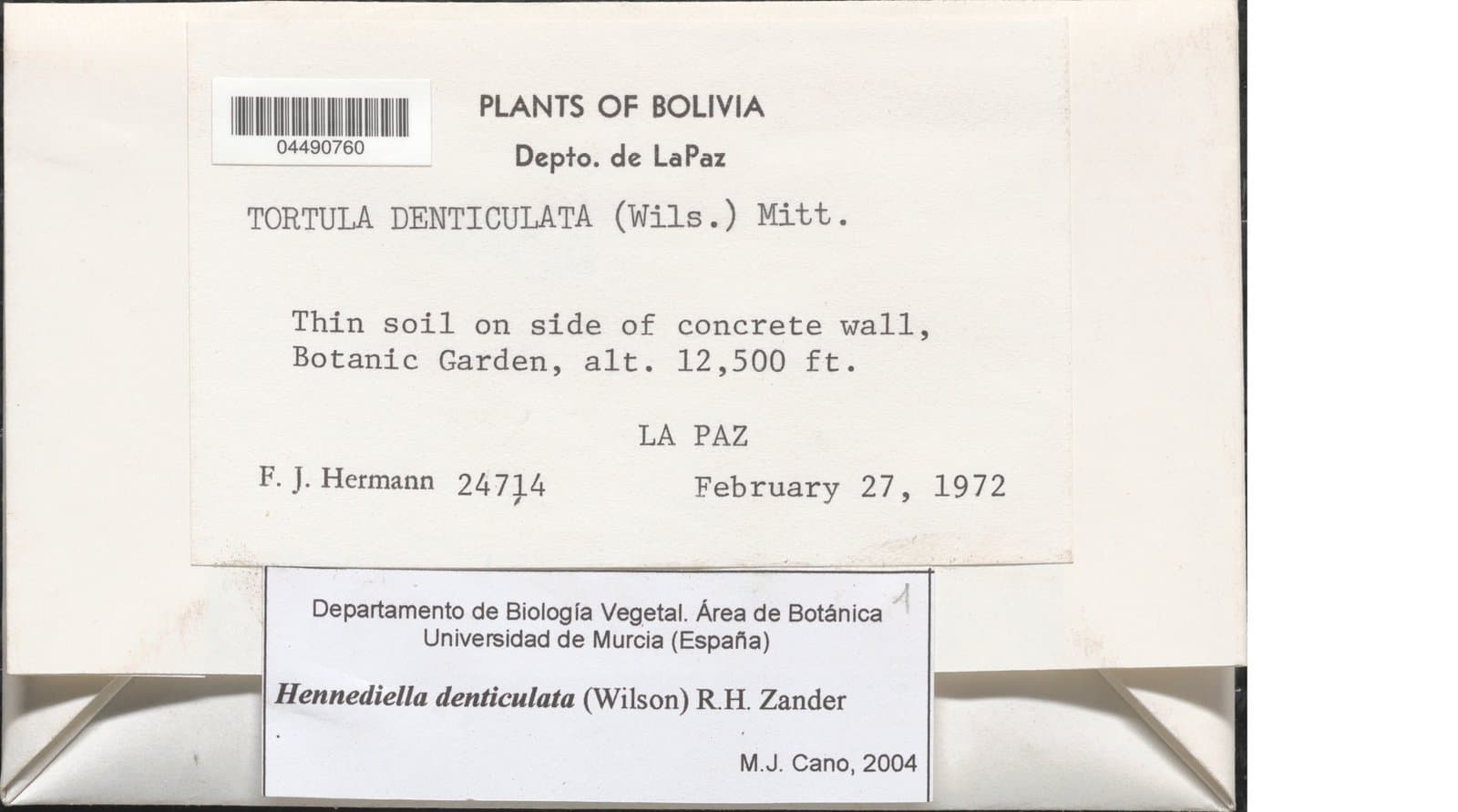 Hennediella denticulata (Wilson) R.H.Zander