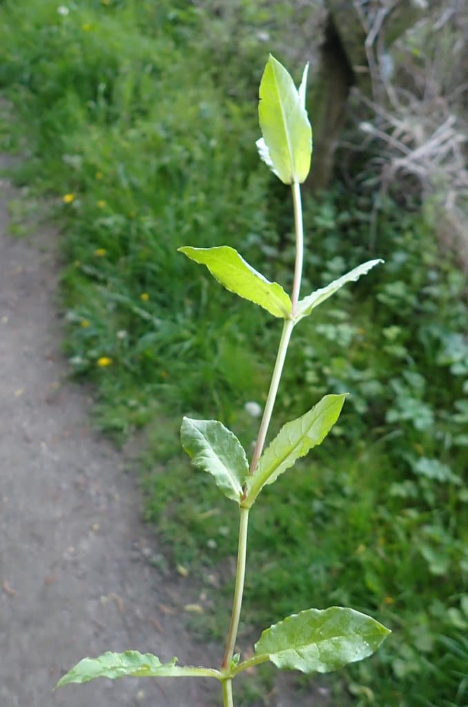 Stellaria aquatica (L.) Scop.