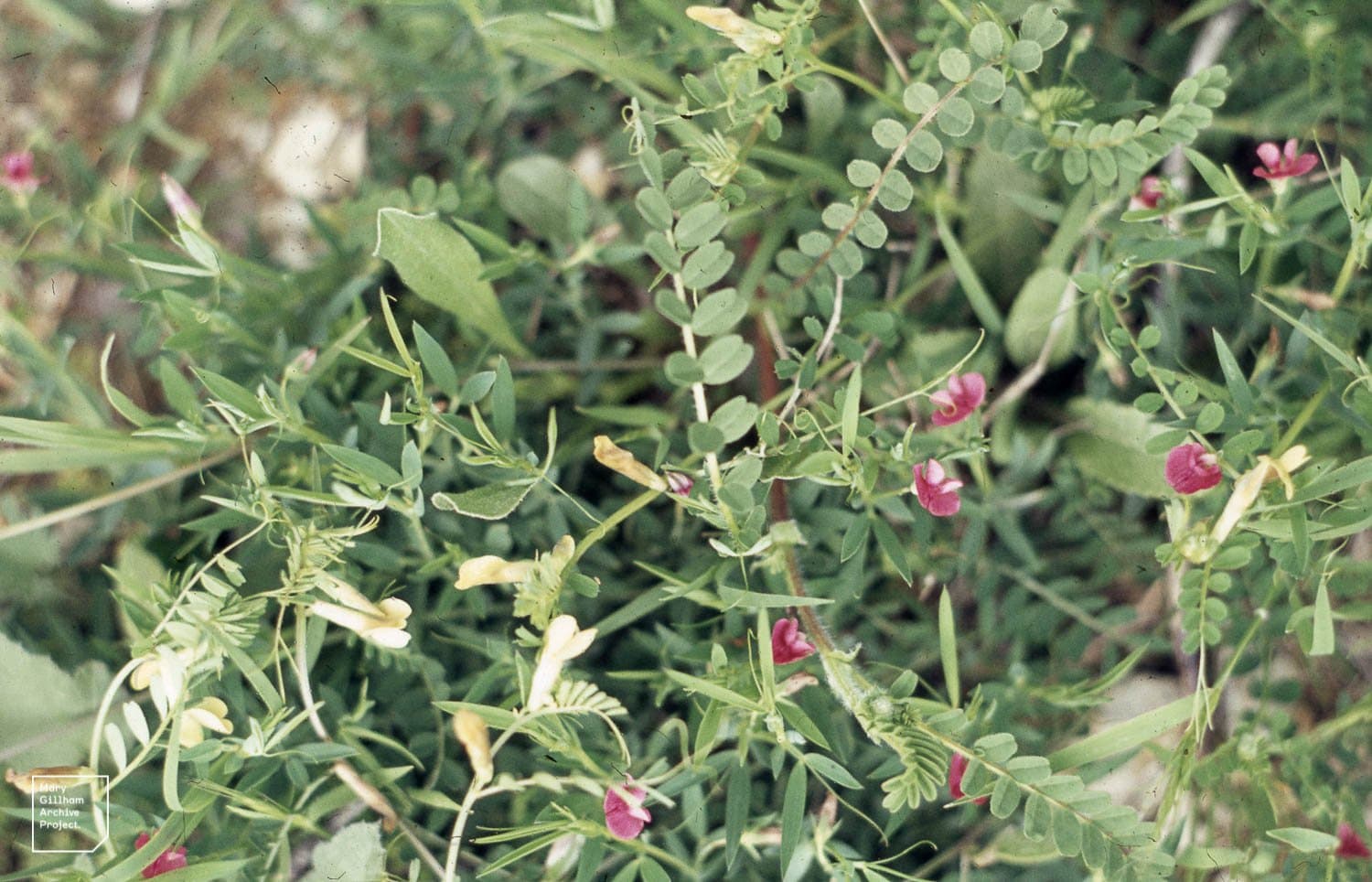 Lathyrus inconspicuus L.