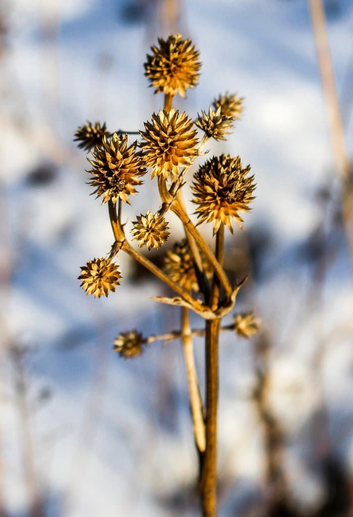 Eryngium yuccifolium Michx.