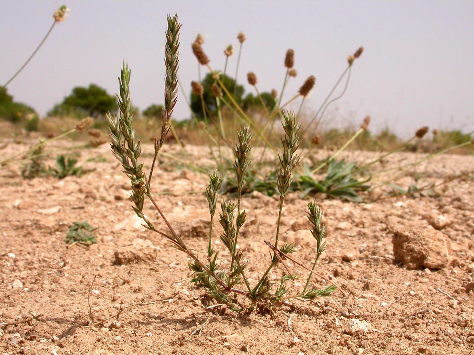 Crucianella angustifolia L.