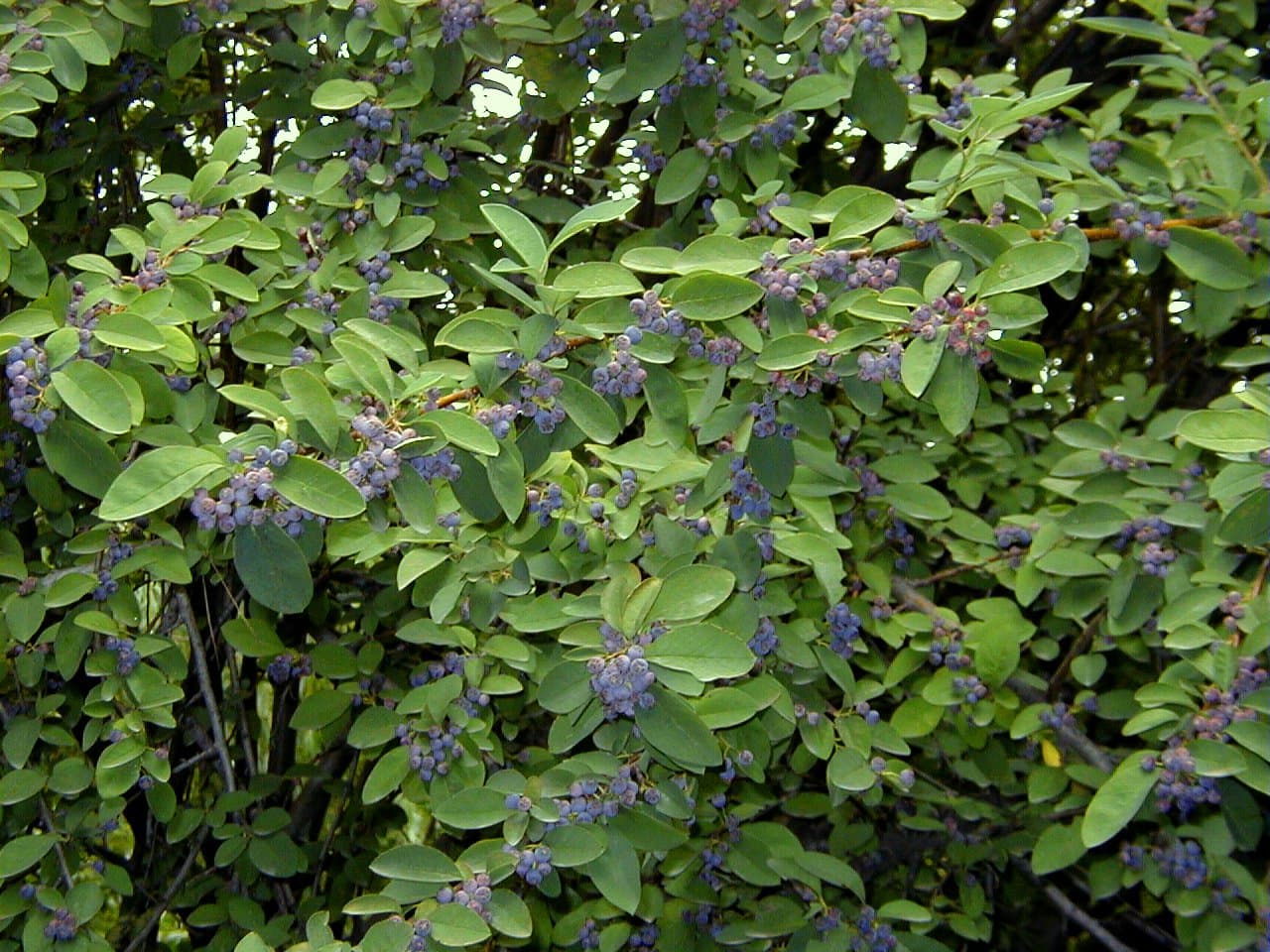 Cotoneaster acutifolius Turcz.