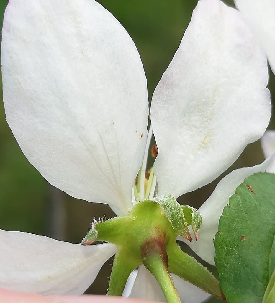 Malus sylvestris Mill.