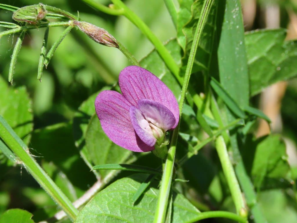 Vicia peregrina L.