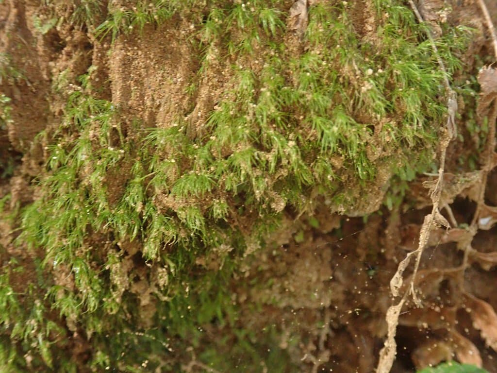 Dicranella heteromalla (Hedw.) Schimp.