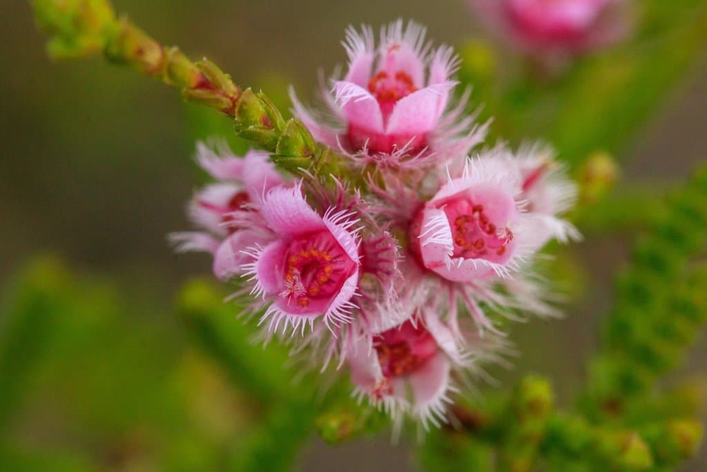 Verticordia centipeda A.S.George