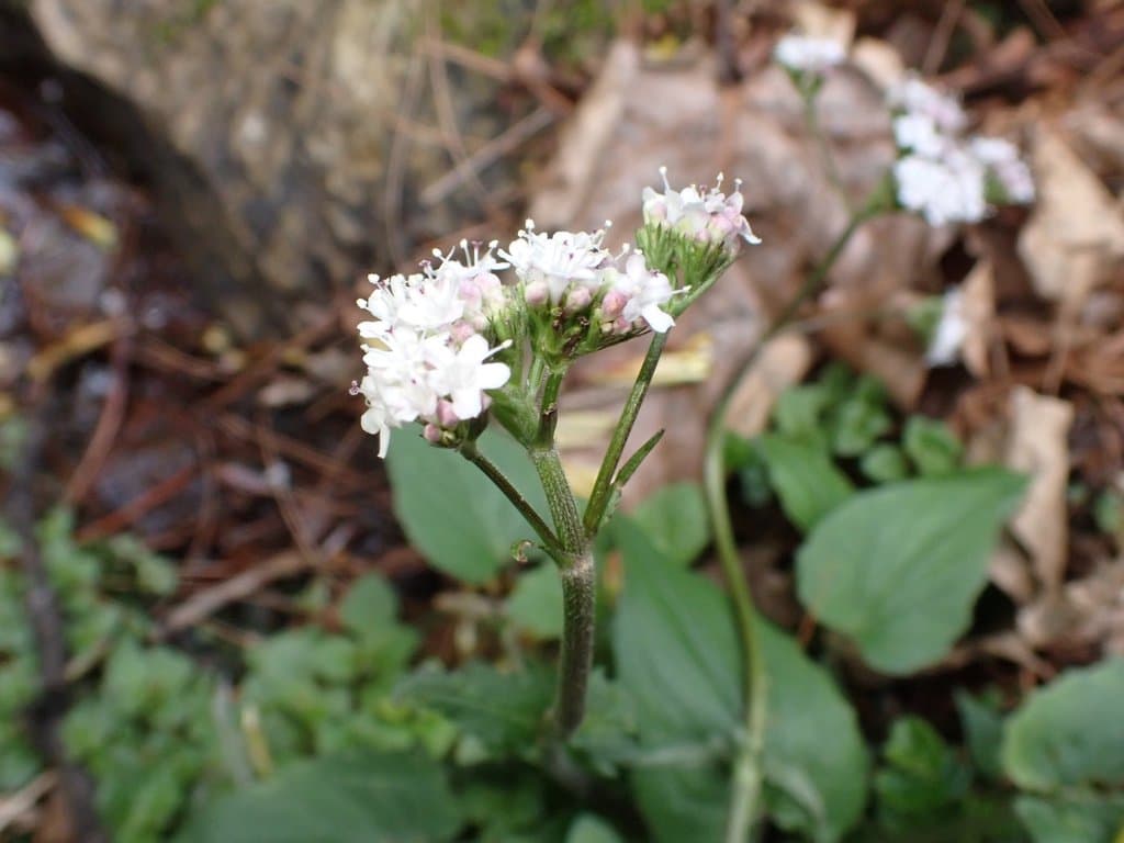 Valeriana jatamansi Jones