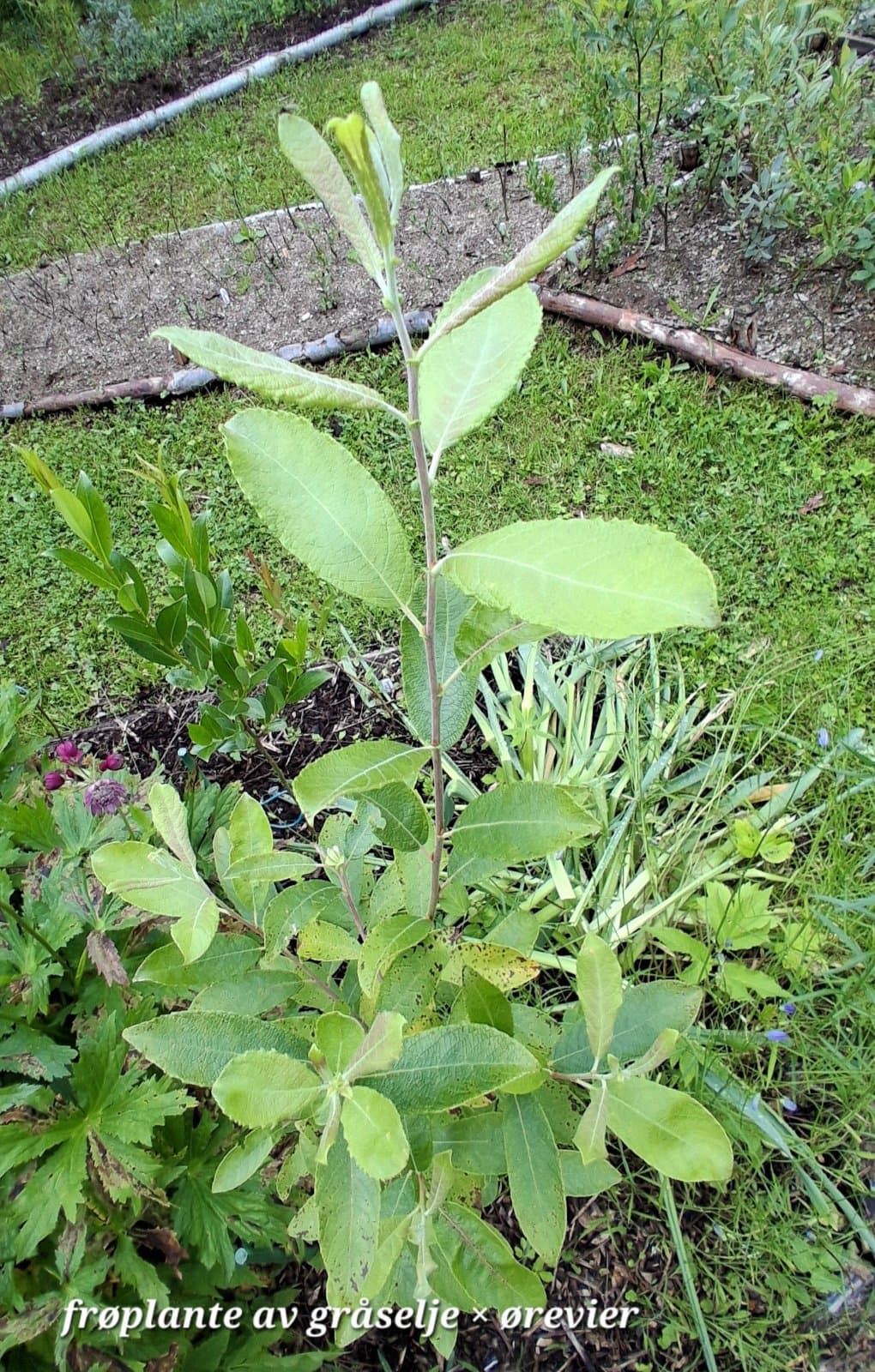 Salix ×multinervis Döll