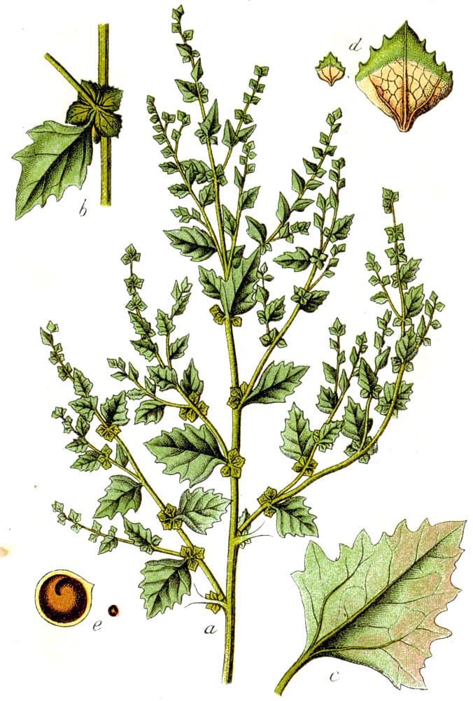 Atriplex rosea L.