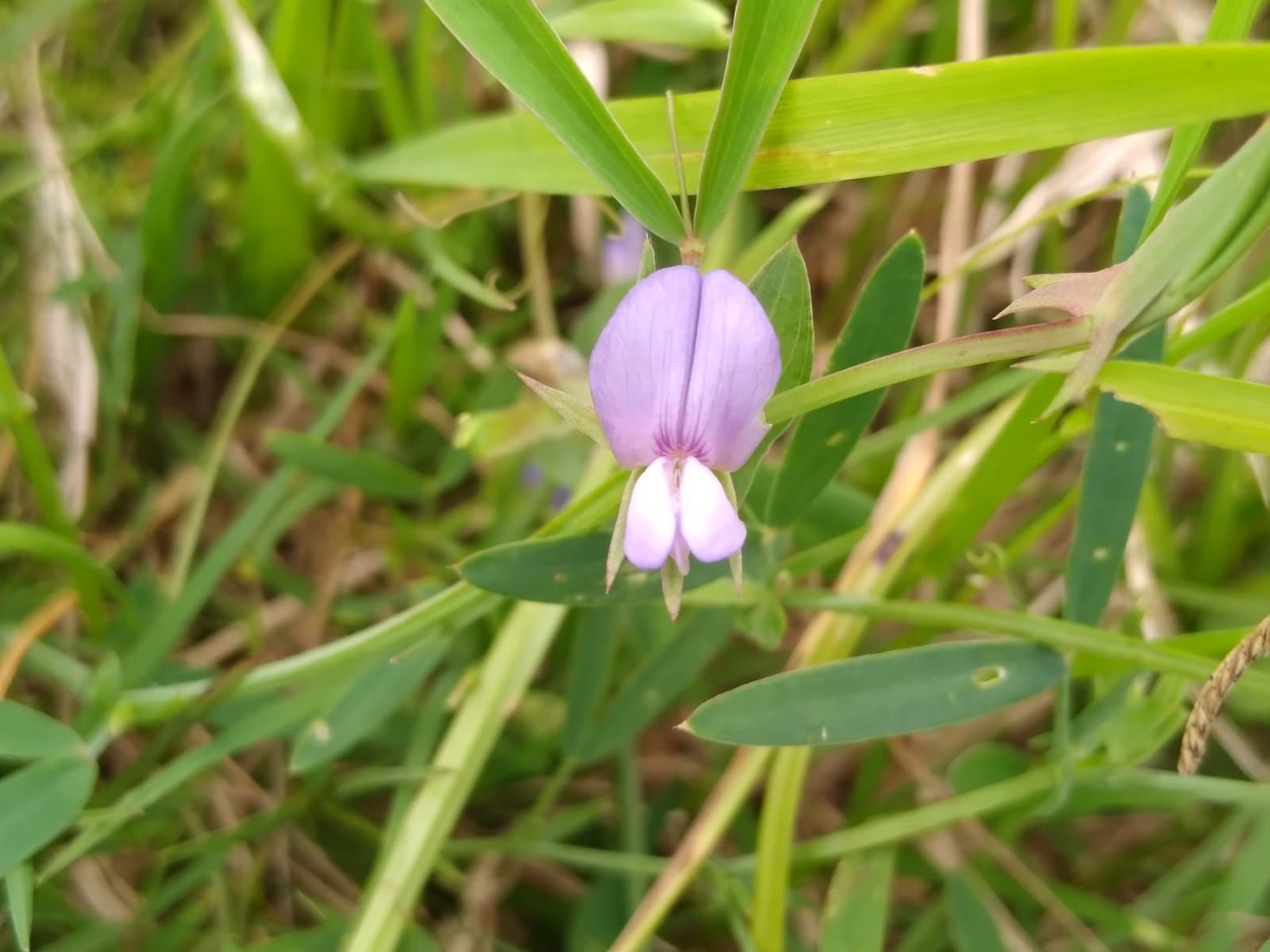 Lathyrus crassipes Gillies ex Hook. & Arn.