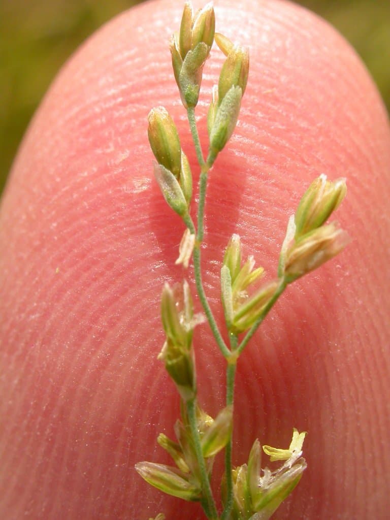 Catabrosa aquatica (L.) P.Beauv.