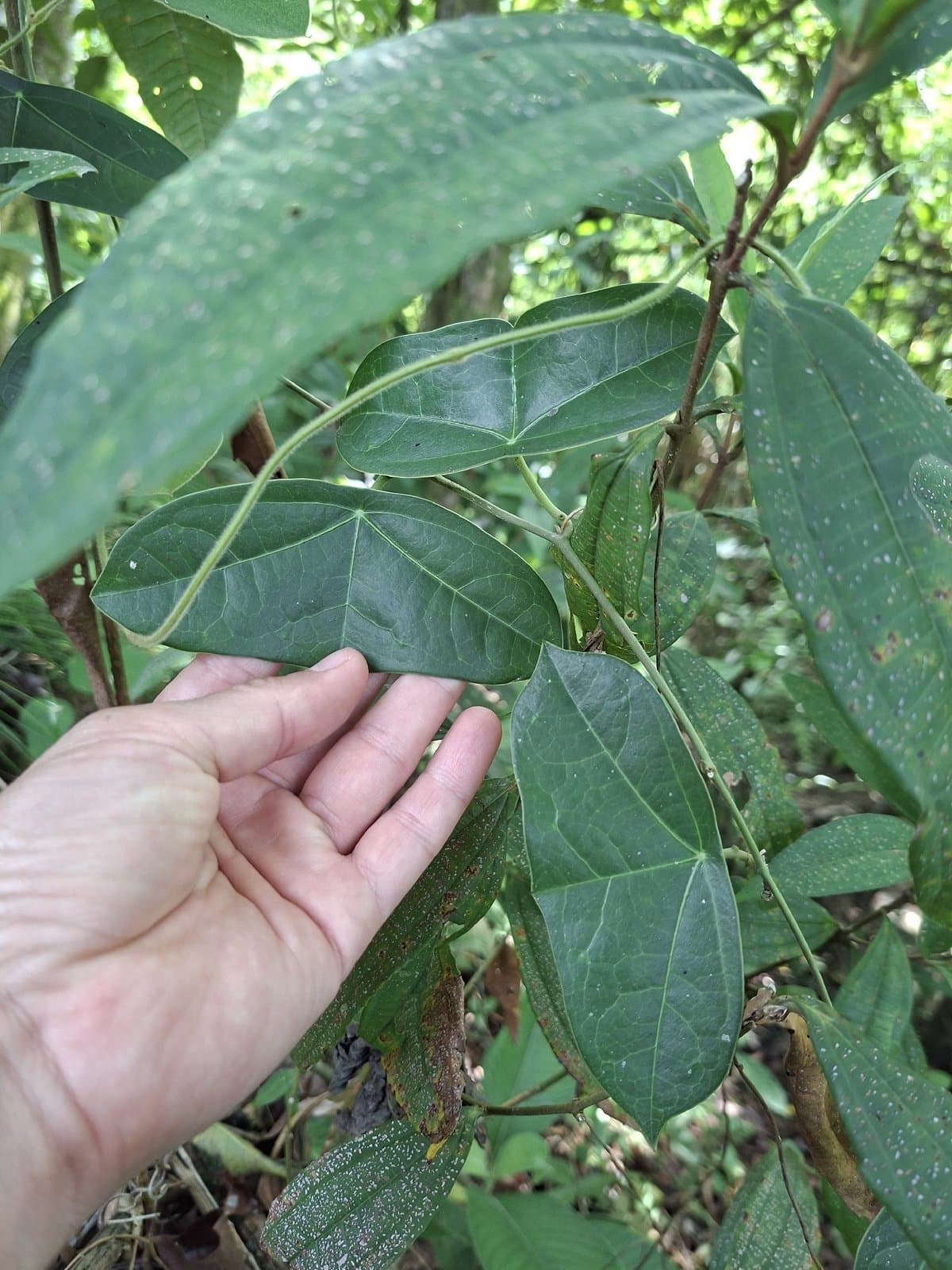 Passiflora coriacea Juss.