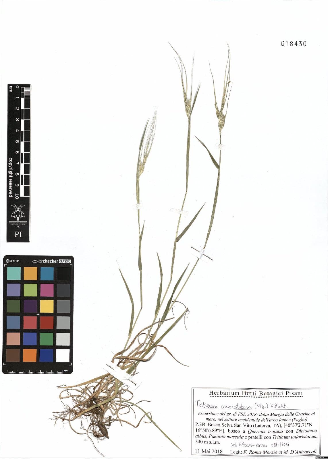 Aegilops uniaristata Vis.
