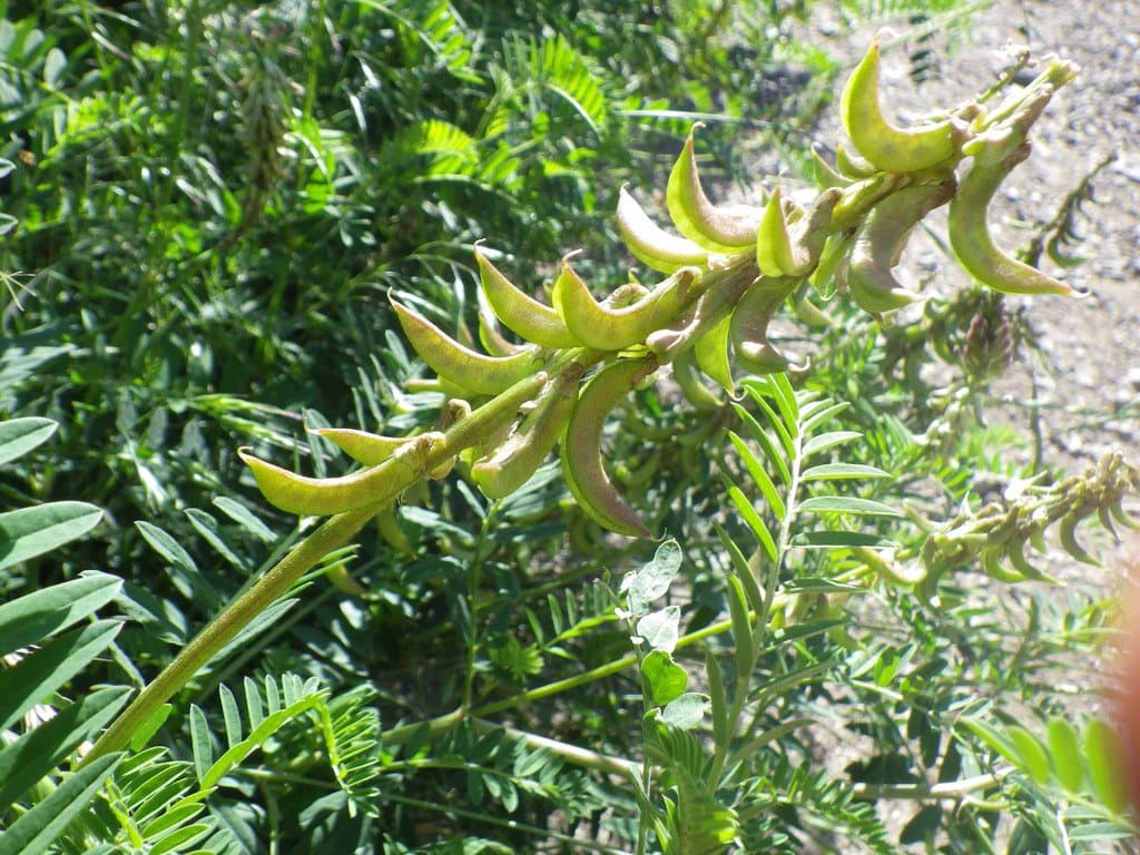 Astragalus falcatus Lam.