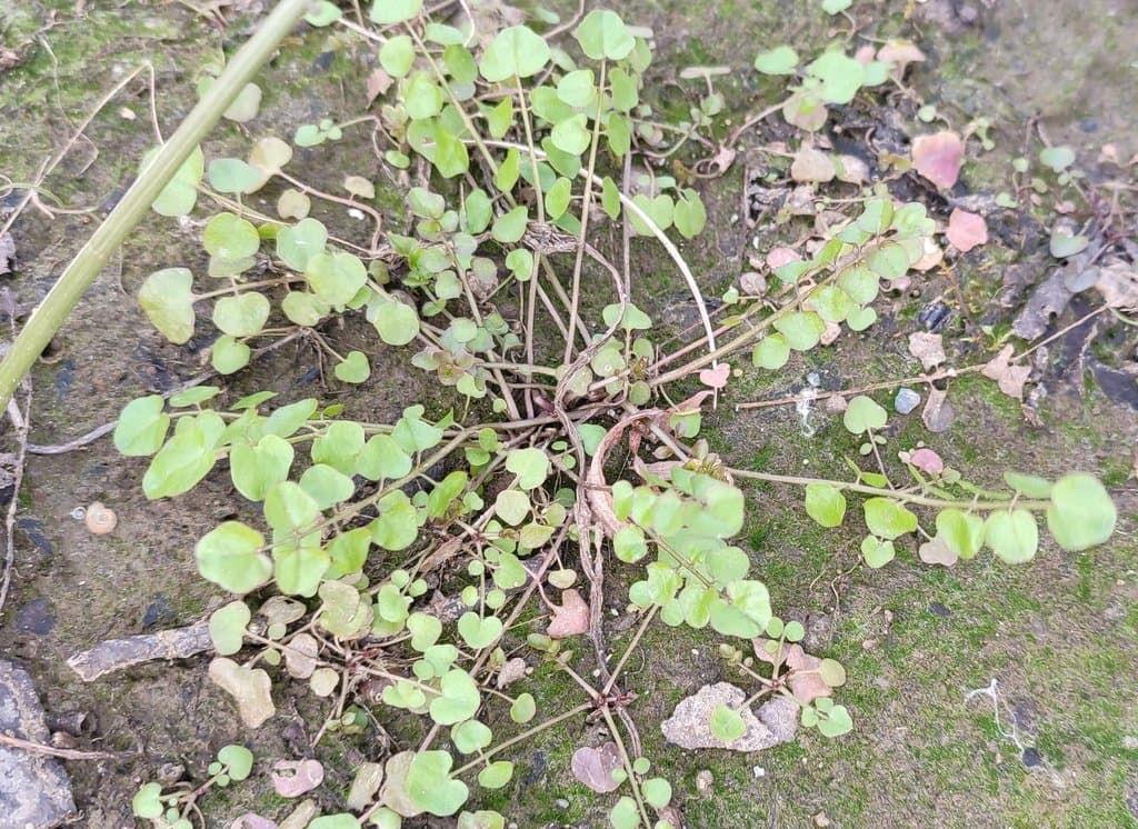 Cardamine dentata Schult.