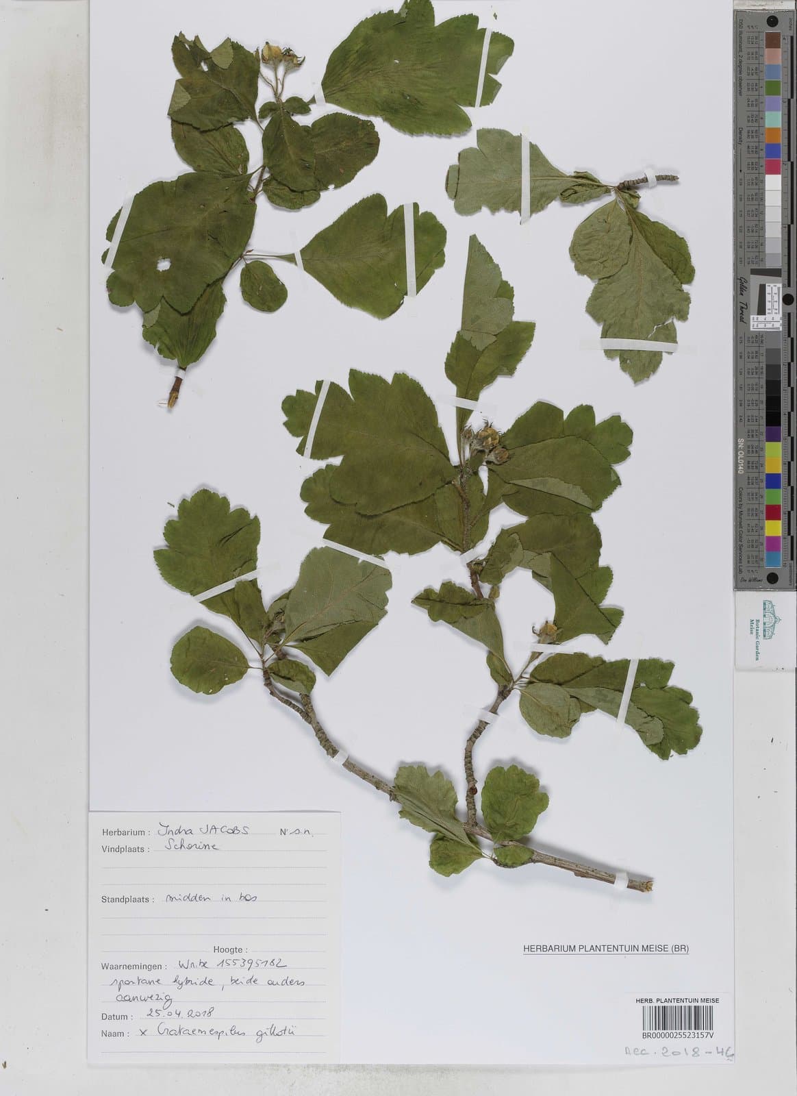 Crataemespilus gillotii Beck
