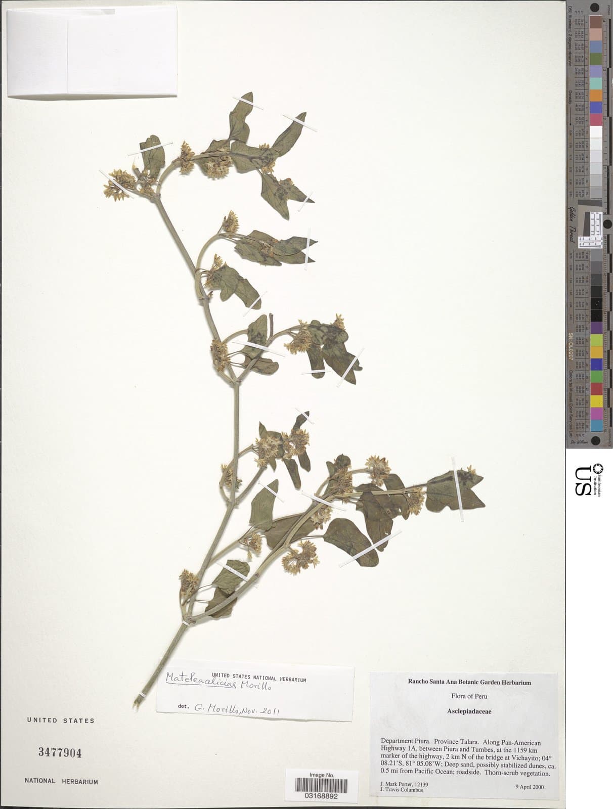 Peruviasclepias aliciae (Morillo) Morillo