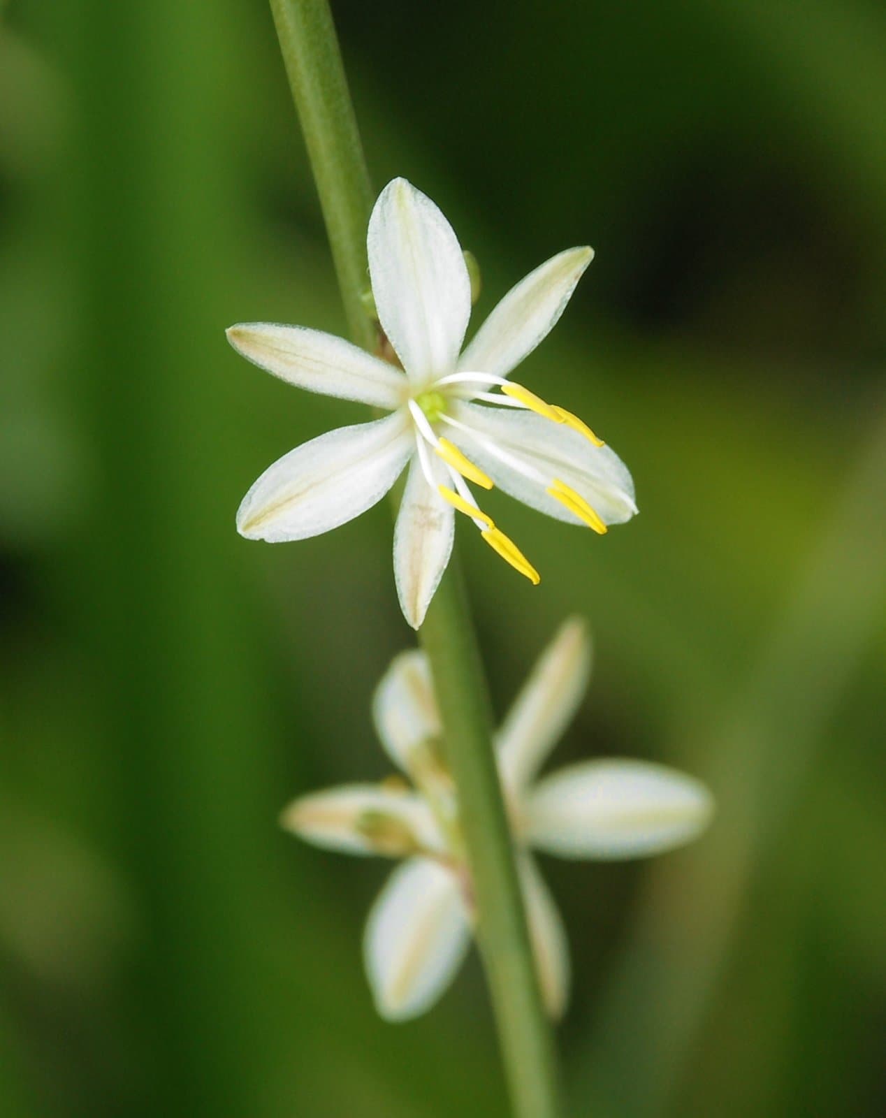 Anthericum liliago L.