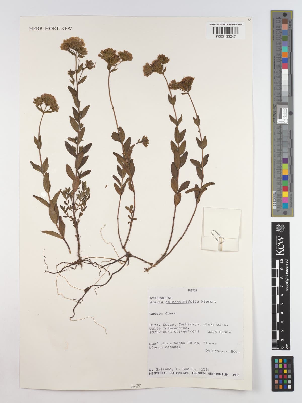 Stevia galeopsidifolia Hieron.