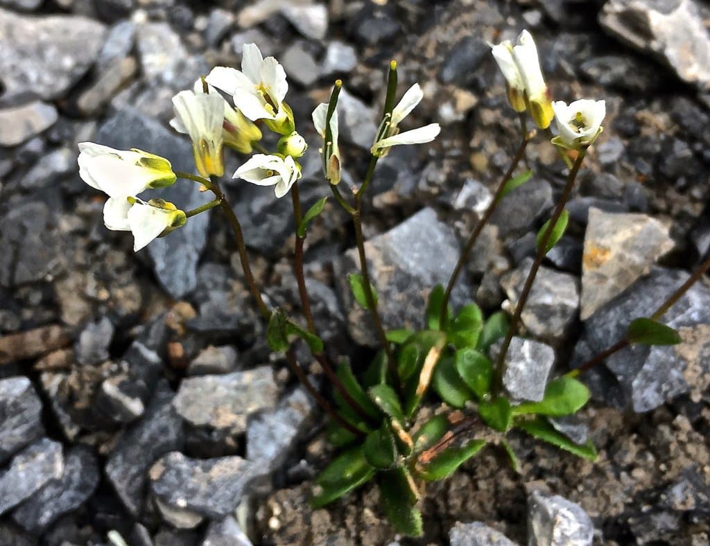Arabis stellulata Bertol.