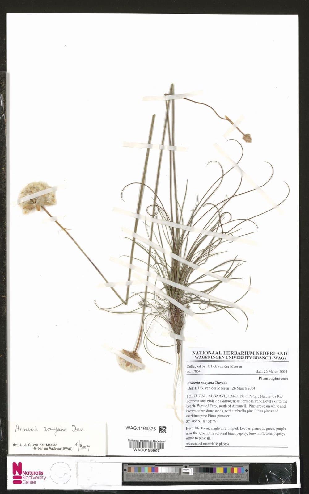 Armeria rouyana Daveau