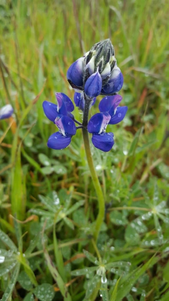 Lupinus nanus Douglas ex Benth.
