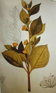 Atropa baetica Willk.