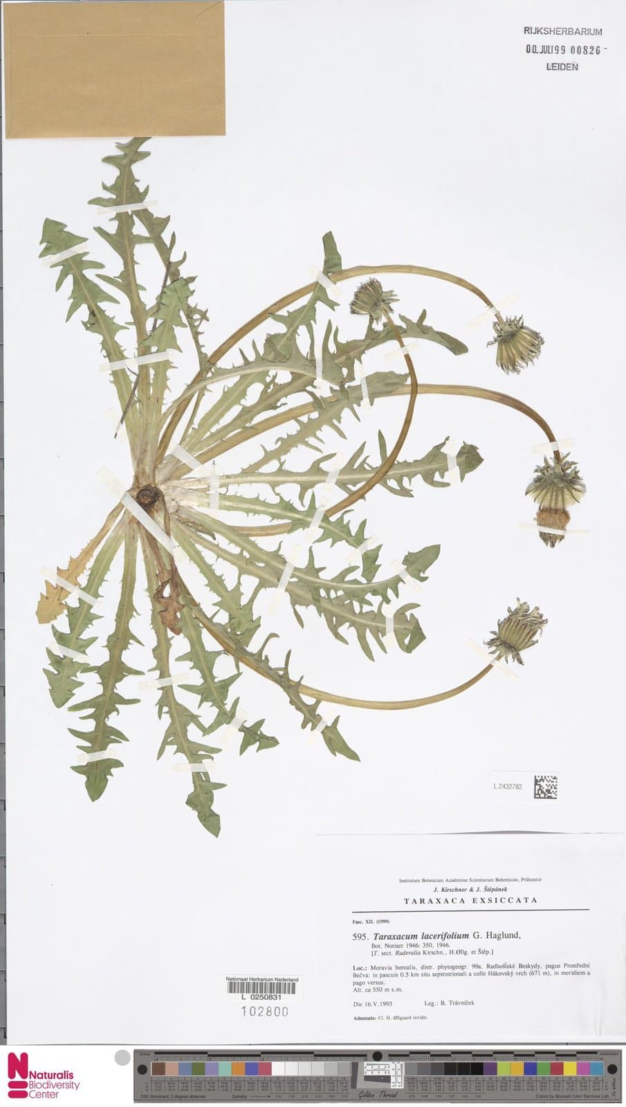 Taraxacum lacerifolium G.E.Haglund