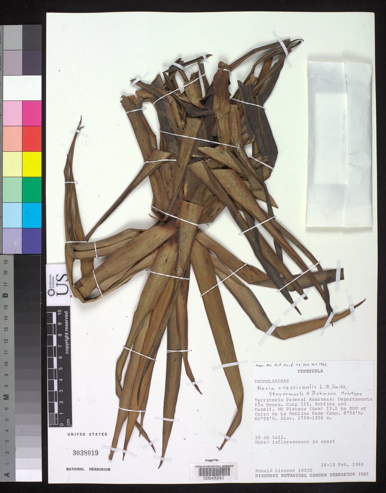 Navia crassicaulis L.B.Sm., Steyerm. & H.Rob.