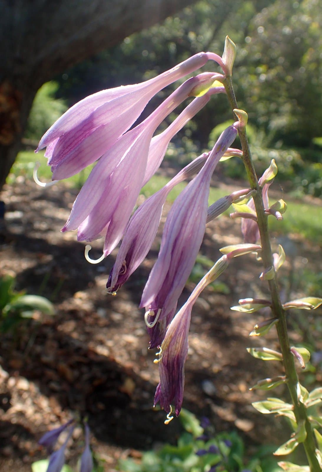 Hosta ×tardiva Nakai