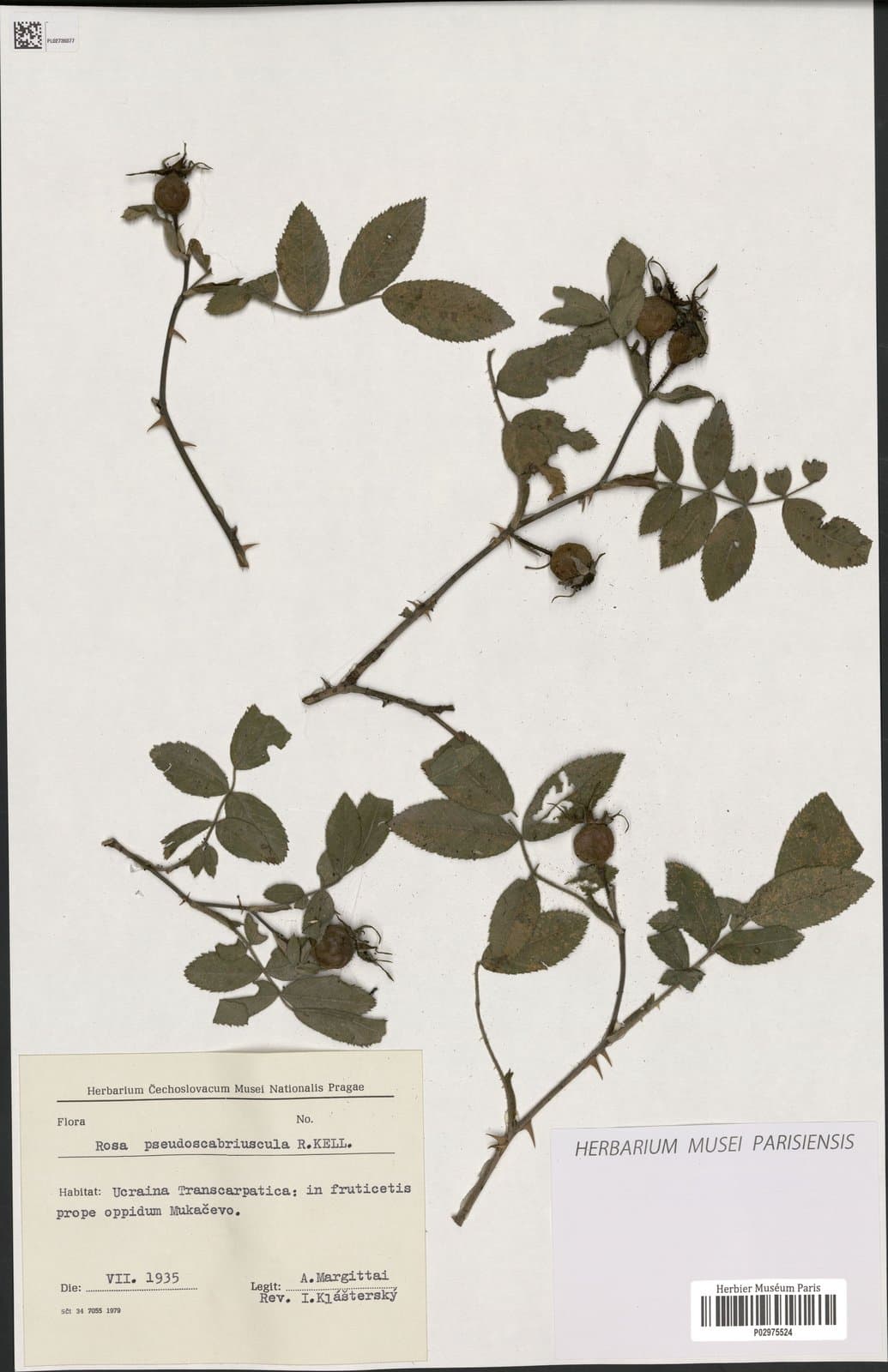 Rosa pseudoscabriuscula (R.Keller) Henker & G.Schulze