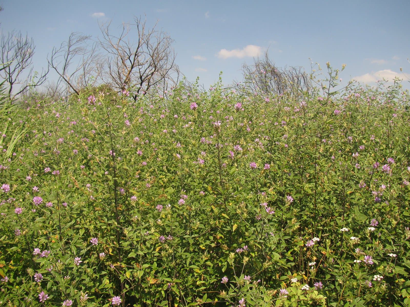 Bituminaria palaestina (Bassi) Brullo, C.Brullo, Miniss., Salmeri & Giusso