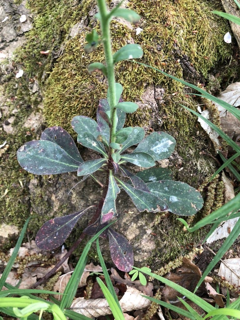 Euphorbia amygdaloides L.