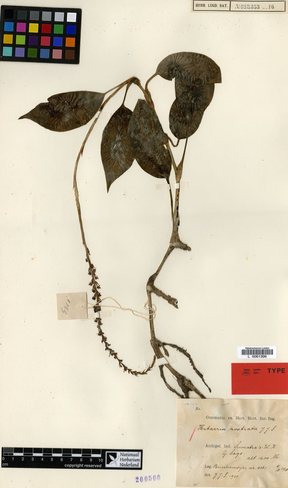 Hetaeria rostrata J.J.Sm.