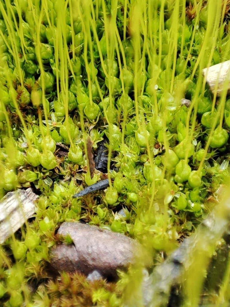 Funaria hygrometrica Hedw.