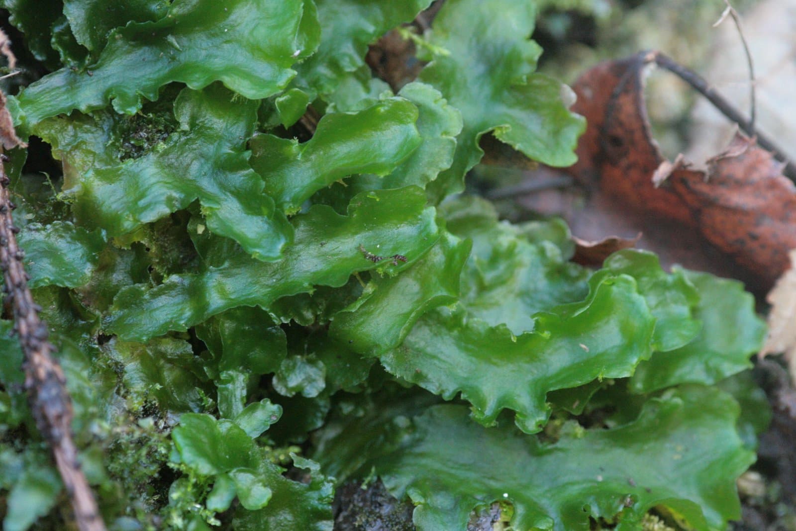 Aneura pinguis (L.) Dumort.